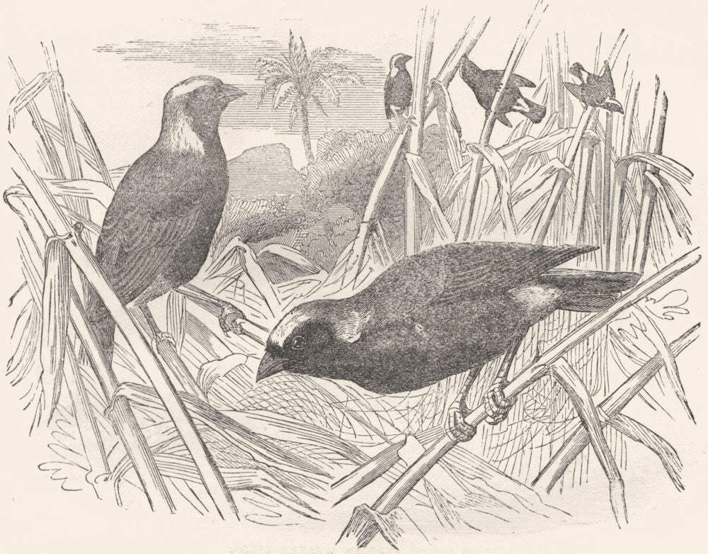 BIRDS. Passerine. Weaver. Fire Finch c1870 old antique vintage print picture